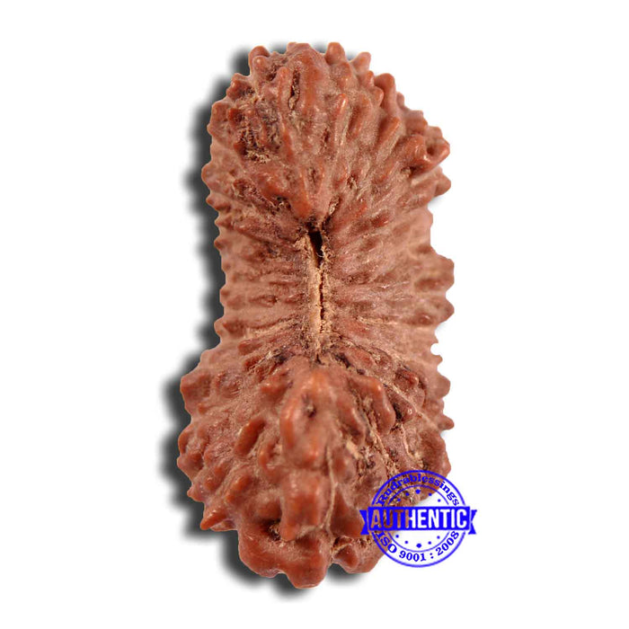 21 Mukhi Indonesian Rudraksha - Bead No. 129