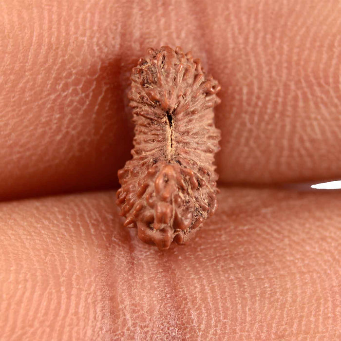 21 Mukhi Indonesian Rudraksha - Bead No. 129