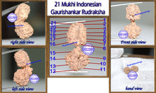 Load image into Gallery viewer, 21 Mukhi Gaurishankar Rudraksha from Indonesia
