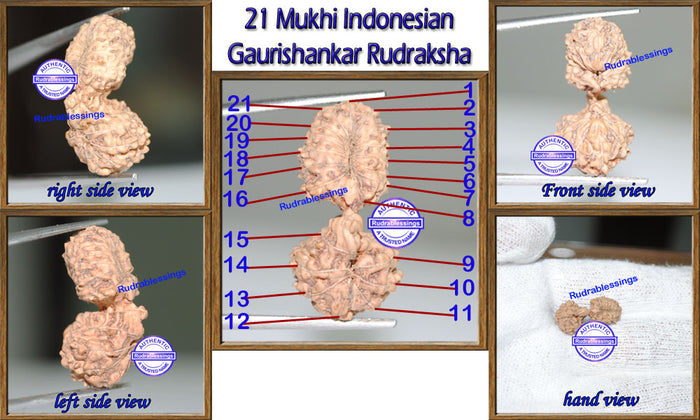21 Mukhi Gaurishankar Rudraksha from Indonesia