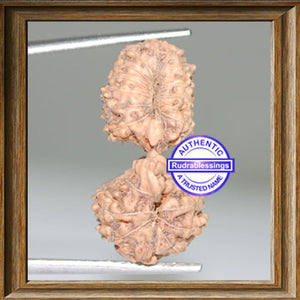 21 Mukhi Gaurishankar Rudraksha from Indonesia