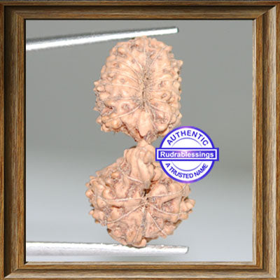 21 Mukhi Gaurishankar Rudraksha from Indonesia
