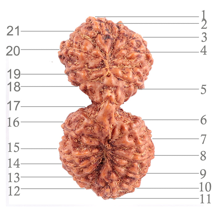 21 Mukhi Indonesian Gaurishankar Rudraksha - Bead 74