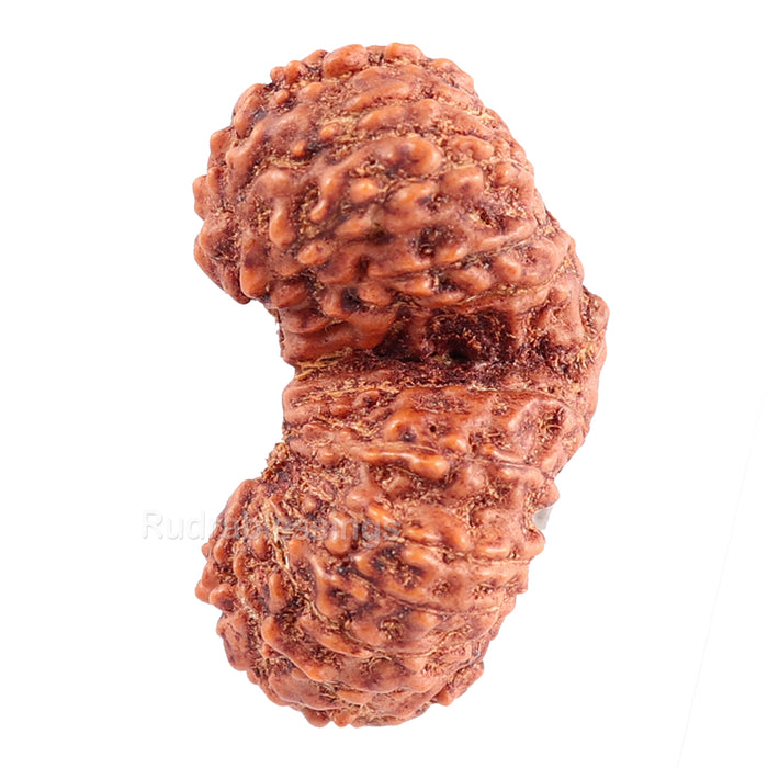 21 Mukhi Indonesian Gaurishankar Rudraksha - Bead 74
