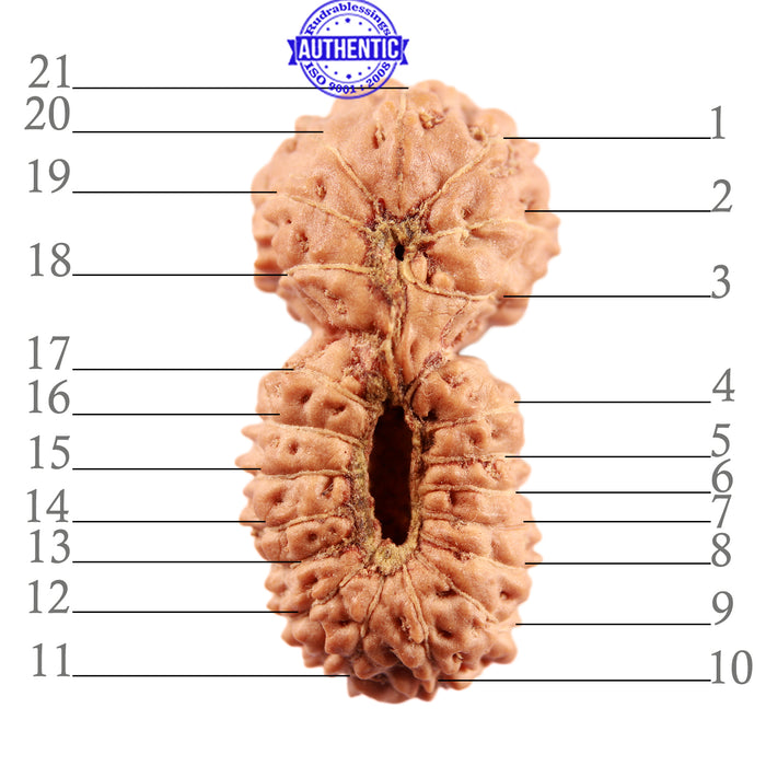 21 Mukhi Indonesian Gaurishankar Rudraksha - Bead No. 119