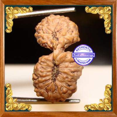 21 Mukhi Gaurishankar Rudraksha from Indonesia