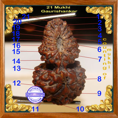 21 Mukhi Gaurishankar Rudraksha from Indonesia
