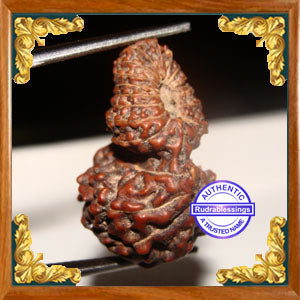 21 Mukhi Gaurishankar Rudraksha from Indonesia