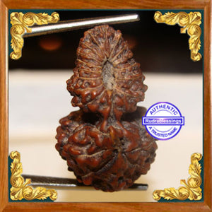 21 Mukhi Gaurishankar Rudraksha from Indonesia