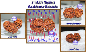 21 Mukhi Gaurishankar Rudraksha from Nepal