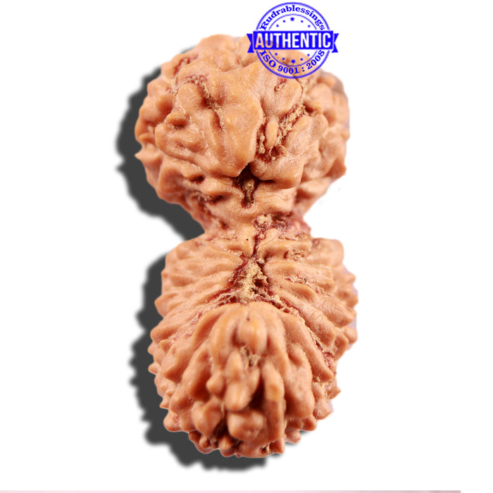 21 Mukhi Indonesian Gaurishankar Rudraksha - Bead No. 119