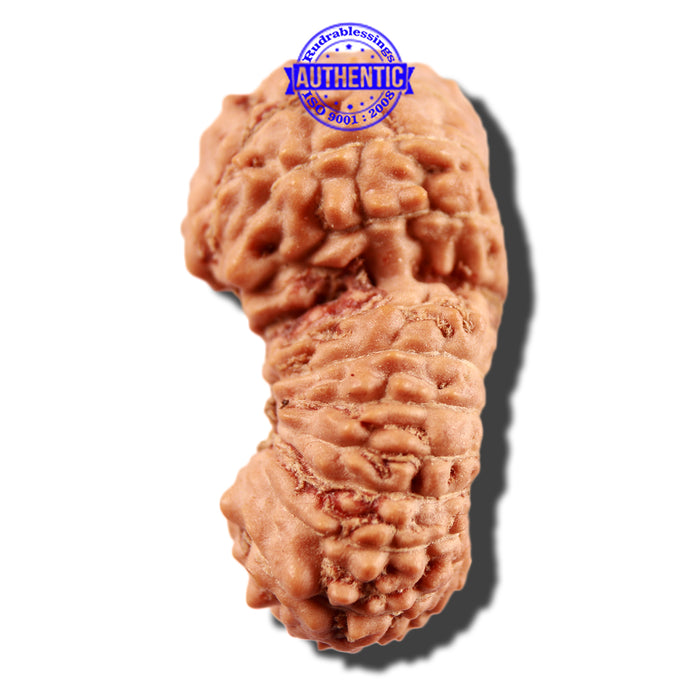 21 Mukhi Indonesian Gaurishankar Rudraksha - Bead No. 119