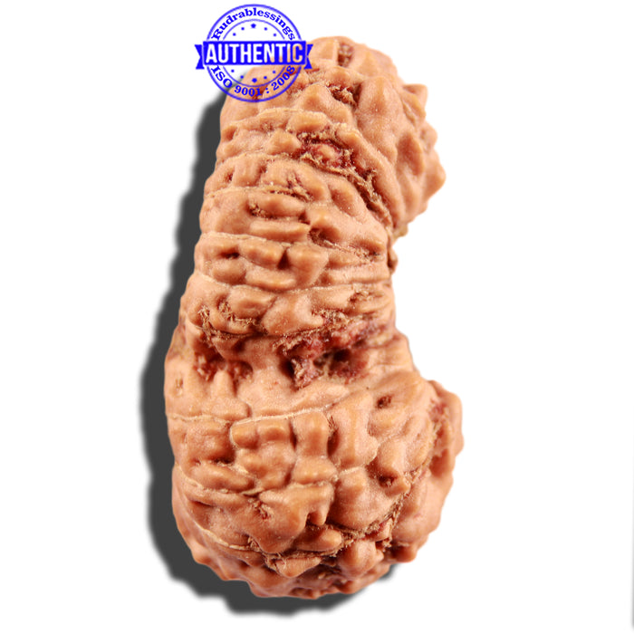 21 Mukhi Indonesian Gaurishankar Rudraksha - Bead No. 119