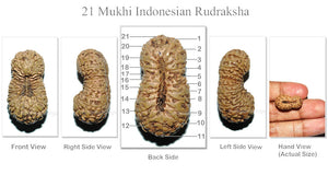 21 Mukhi Indonesian Rudraksha - Bead No. 48