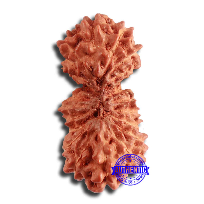 21 Mukhi Indonesian Gaurishankar Rudraksha - Bead No. 123