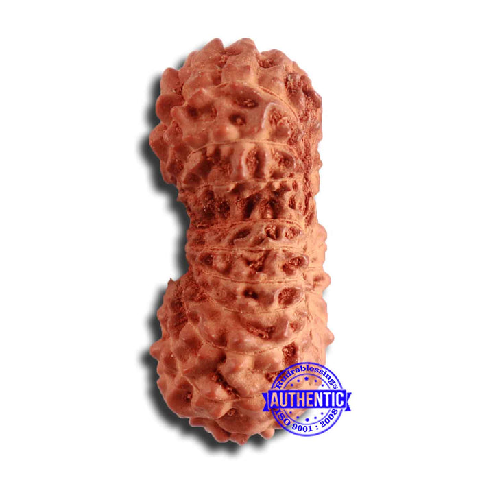 21 Mukhi Indonesian Gaurishankar Rudraksha - Bead No. 123