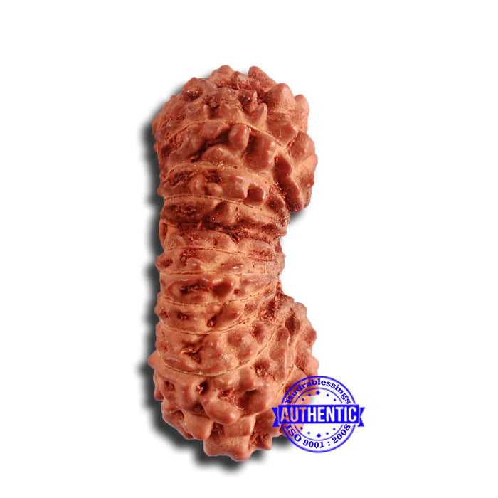 21 Mukhi Indonesian Gaurishankar Rudraksha - Bead No. 123