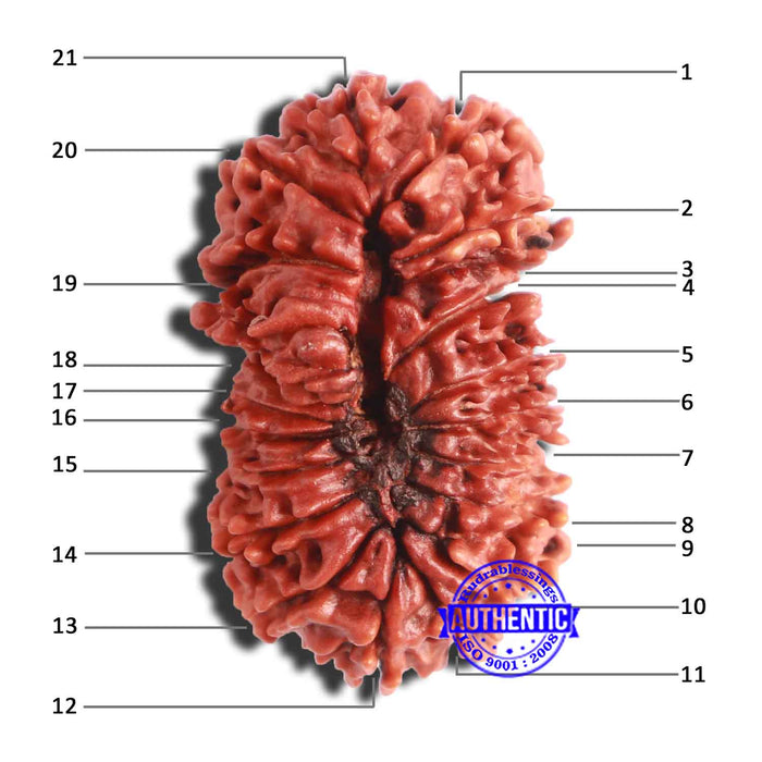 21 Mukhi Nepalese Rudraksha - Bead No. 2