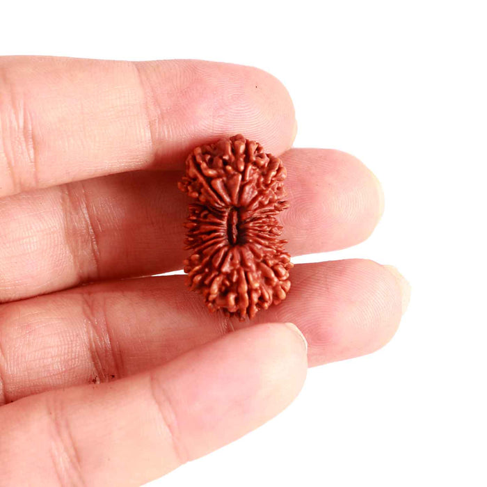 21 Mukhi Nepalese Rudraksha - Bead No. 2