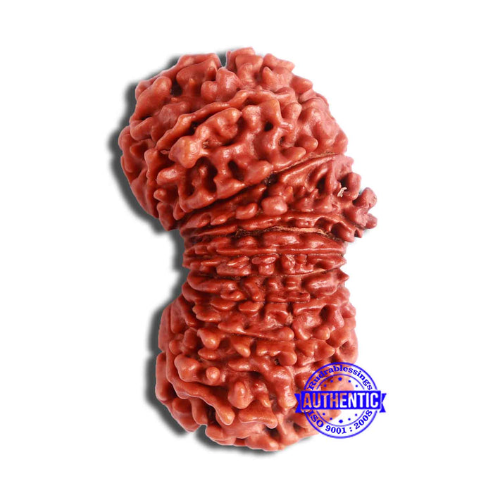 21 Mukhi Nepalese Rudraksha - Bead No. 2