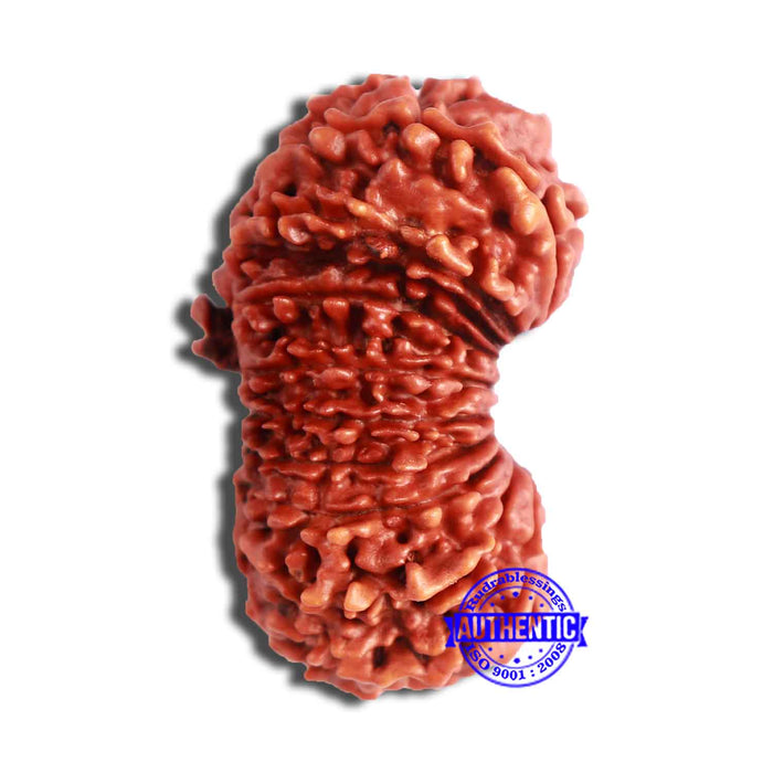 21 Mukhi Nepalese Rudraksha - Bead No. 2