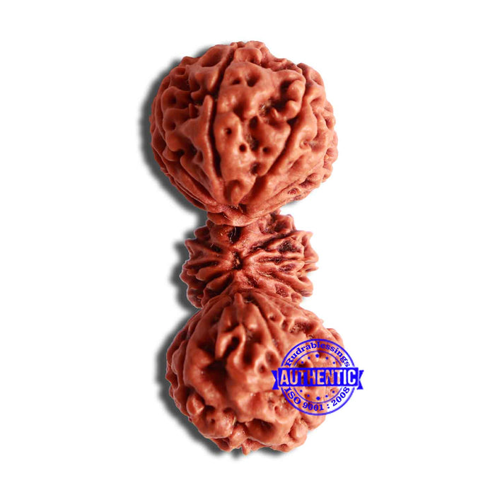 21 Mukhi Trijudi Rudraksha from Nepal - Bead 3
