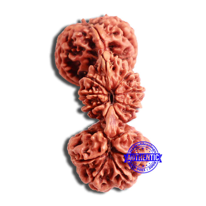 21 Mukhi Trijudi Rudraksha from Nepal - Bead 3
