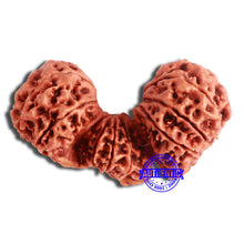 Load image into Gallery viewer, 21 Mukhi Trijudi Rudraksha from Nepal - Bead 3
