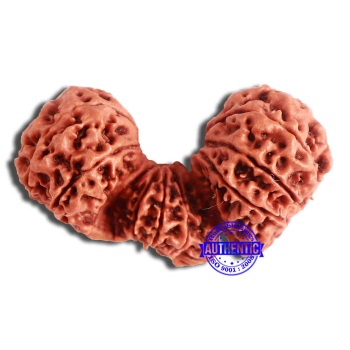 21 Mukhi Trijudi Rudraksha from Nepal - Bead 3