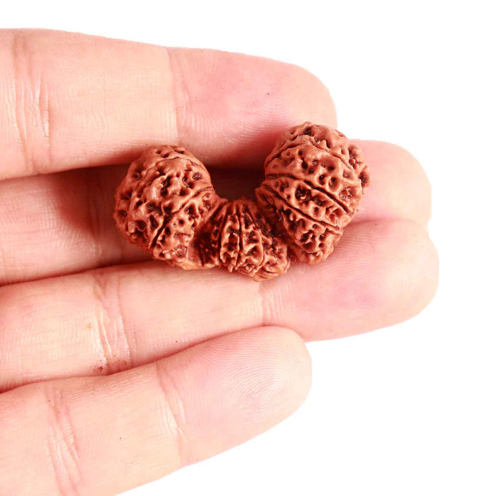 21 Mukhi Trijudi Rudraksha from Nepal - Bead 3