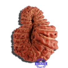Load image into Gallery viewer, 22 Mukhi Rudraksha from Indonesia - Bead No V
