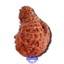 Load image into Gallery viewer, 22 Mukhi Rudraksha from Indonesia - Bead No V
