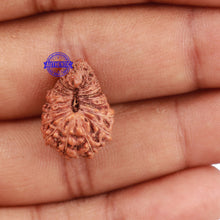 Load image into Gallery viewer, 22 Mukhi Rudraksha from Indonesia - Bead No N
