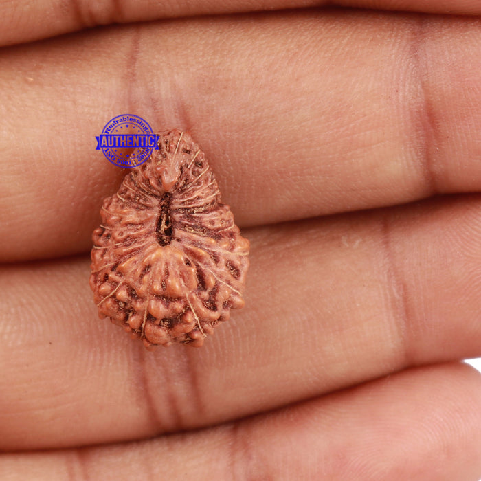 22 Mukhi Rudraksha from Indonesia - Bead No N