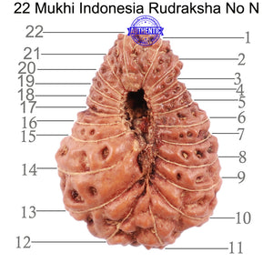 22 Mukhi Rudraksha from Indonesia - Bead No N