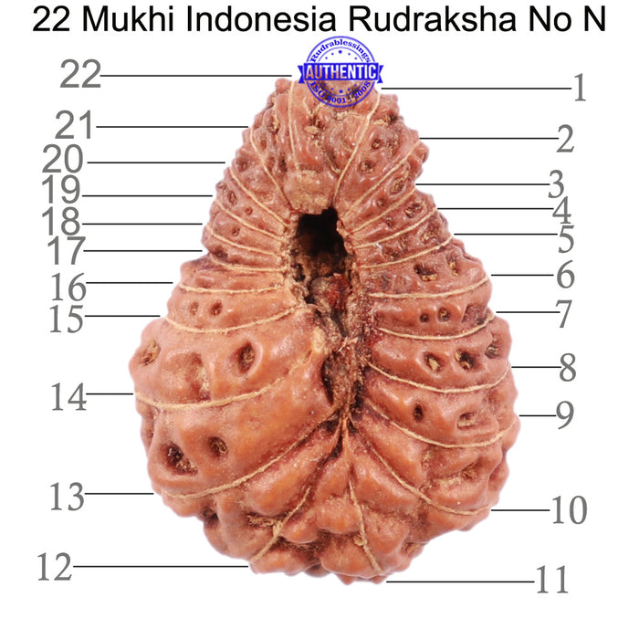 22 Mukhi Rudraksha from Indonesia - Bead No N