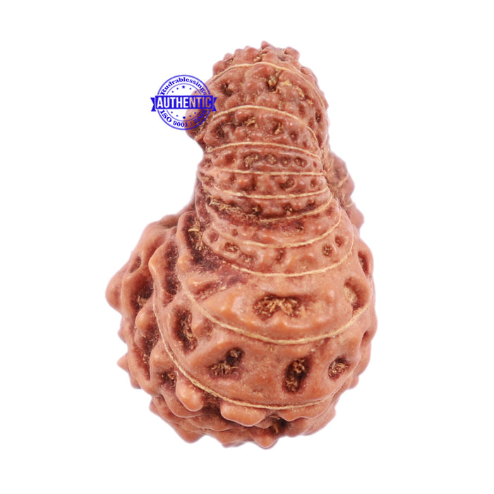 22 Mukhi Rudraksha from Indonesia - Bead No N