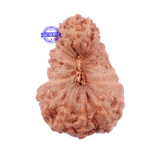 Load image into Gallery viewer, 22 Mukhi Rudraksha from Indonesia - Bead No P

