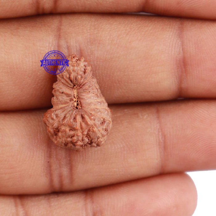 22 Mukhi Rudraksha from Indonesia - Bead No P