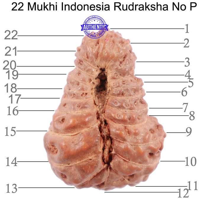 22 Mukhi Rudraksha from Indonesia - Bead No P