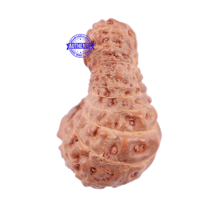 22 Mukhi Rudraksha from Indonesia - Bead No P
