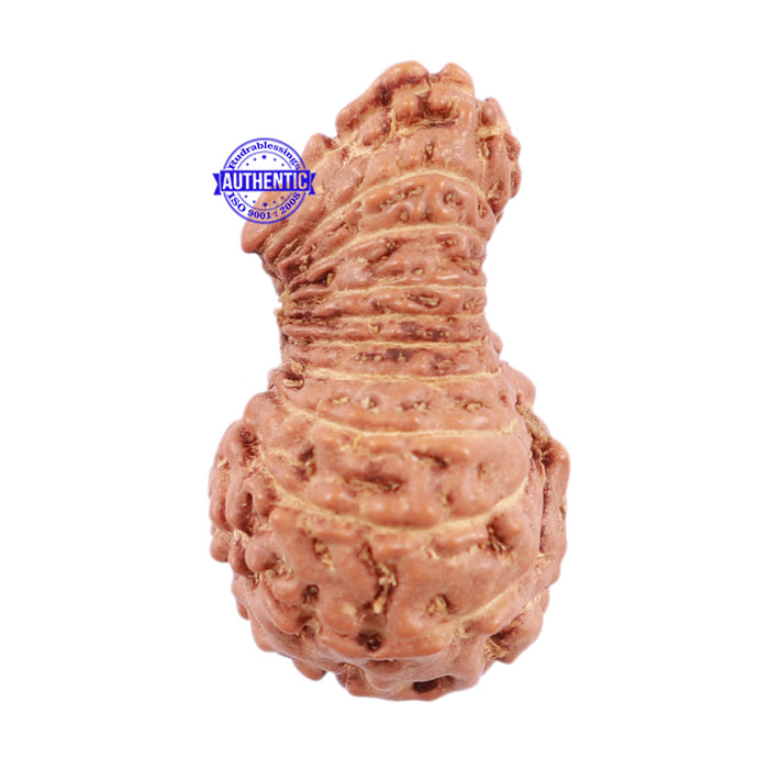 22 Mukhi Rudraksha from Indonesia - Bead No Q