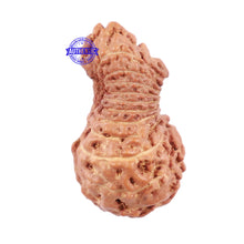 Load image into Gallery viewer, 22 Mukhi Rudraksha from Indonesia - Bead No Q
