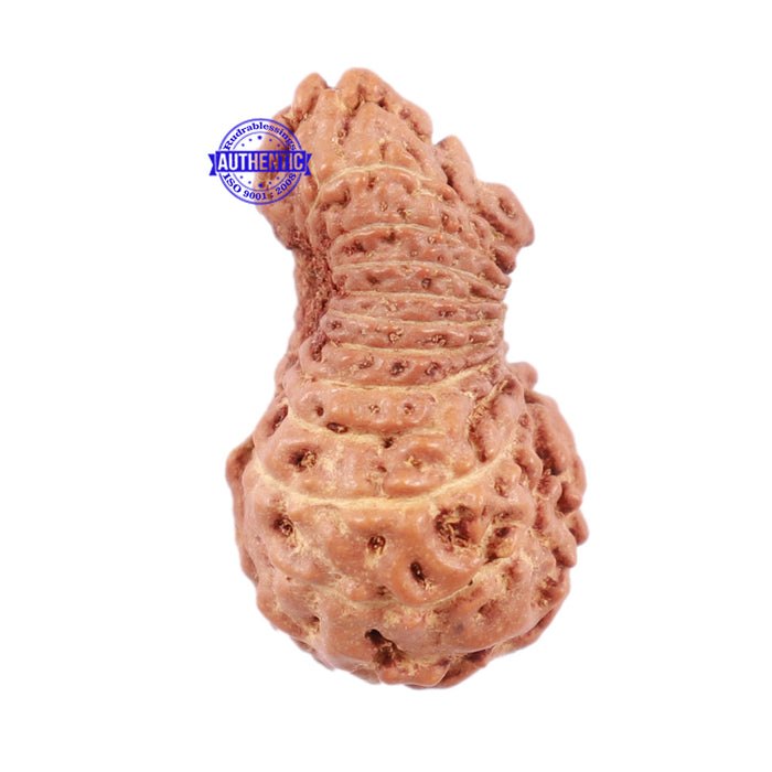 22 Mukhi Rudraksha from Indonesia - Bead No Q