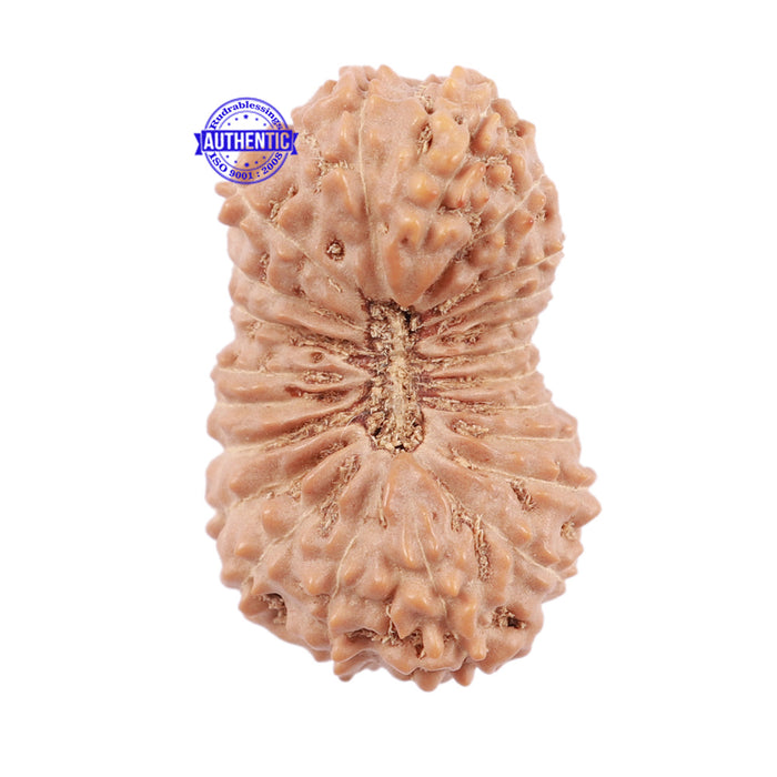 22 Mukhi Rudraksha from Indonesia - Bead No. J