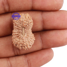 Load image into Gallery viewer, 22 Mukhi Rudraksha from Indonesia - Bead No. J
