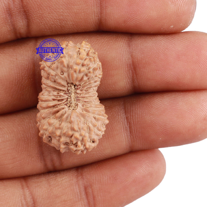 22 Mukhi Rudraksha from Indonesia - Bead No. J