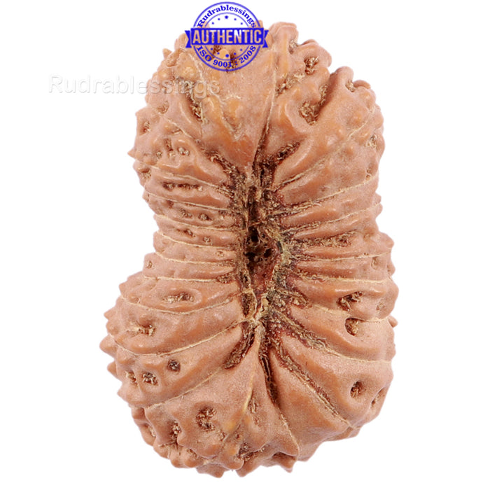 22 Mukhi Rudraksha from Indonesia - Bead No. J
