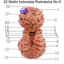 Load image into Gallery viewer, 22 Mukhi Rudraksha from Indonesia - Bead No. K

