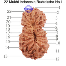 Load image into Gallery viewer, 22 Mukhi Rudraksha from Indonesia - Bead No L

